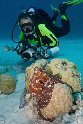 PP and his Octopus.  Cocos (Keeling) Islands, Australia. ... by Ross Gudgeon 